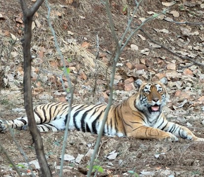 Ranthambore Holiday Trip
