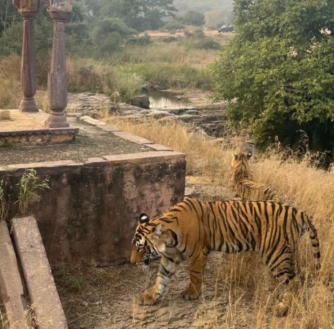 Ranthambore Wildlife Tour