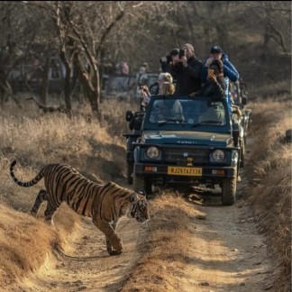 Ranthambore Family Tour