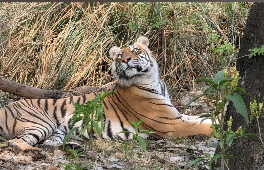 Ranthambore Weekend Tour