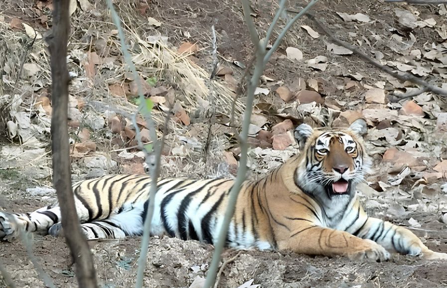 Ranthambore Wildlife Tour