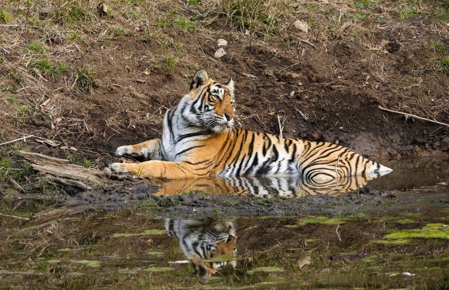 Ranthambore Holiday Group Tour