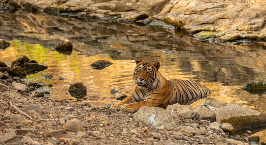 Ranthambore National Park - A Tale of Tigers and Temples