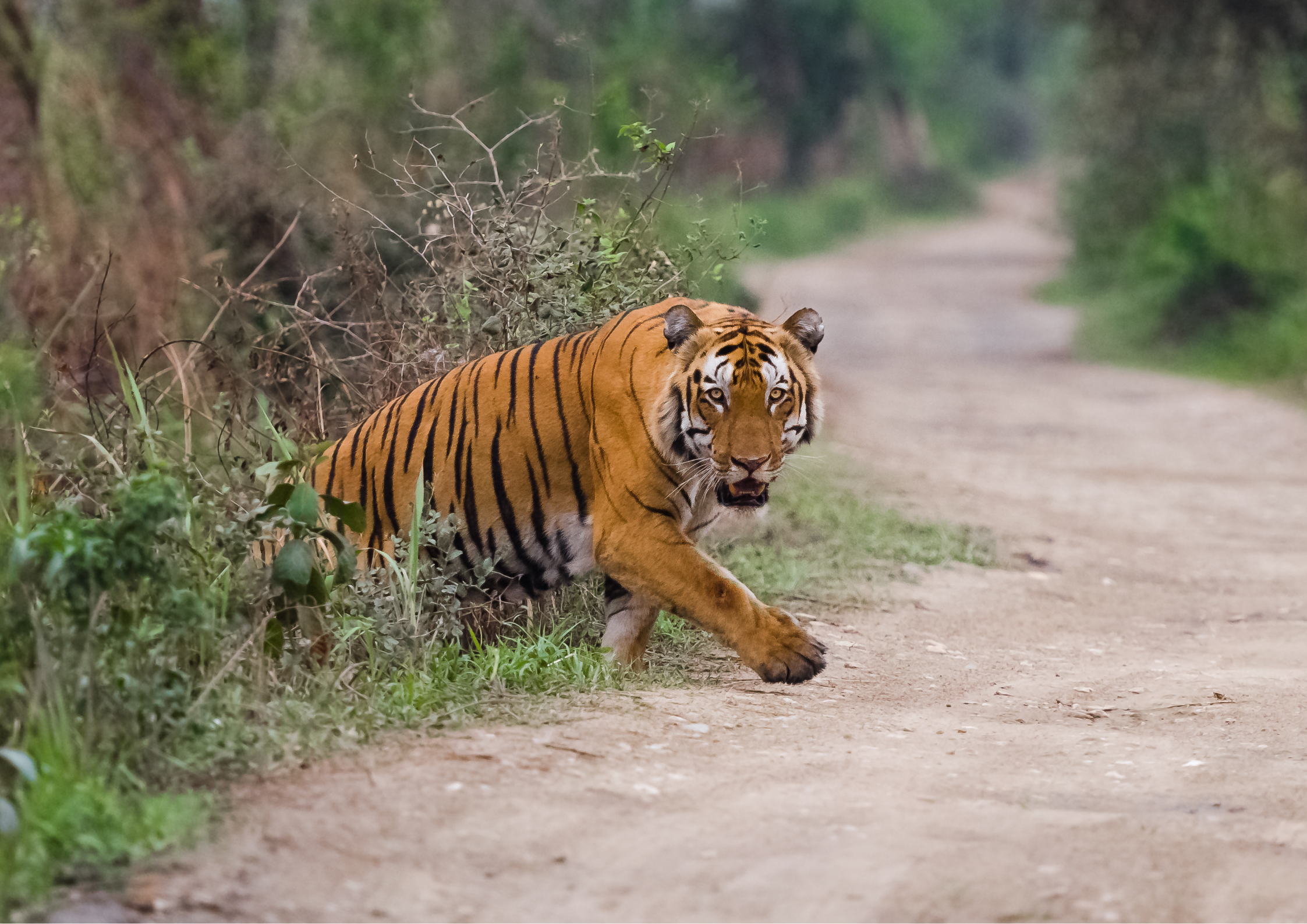 Facts & Figures in Ranthambore National Park