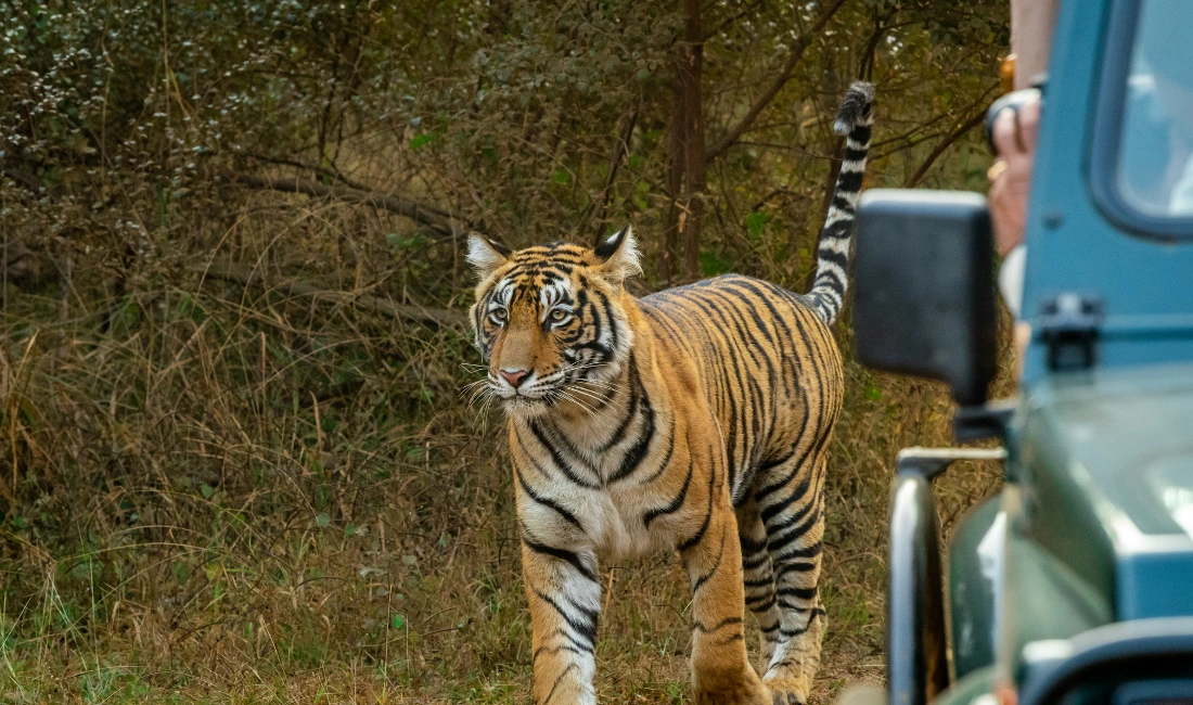 Ranthambore National Park: 4 Fascinating Facts about