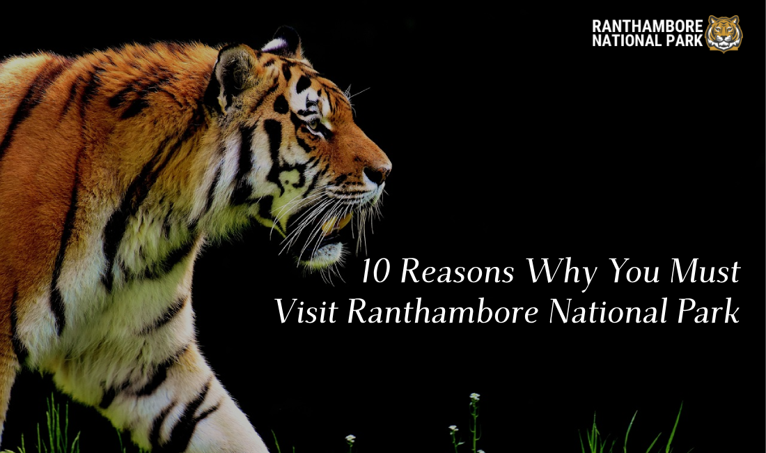10 Reasons Why You Must Visit Ranthambore National Park