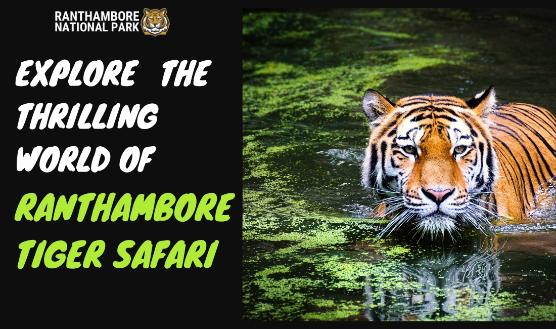 Explore the Thrilling World of Ranthambore Tiger Safari