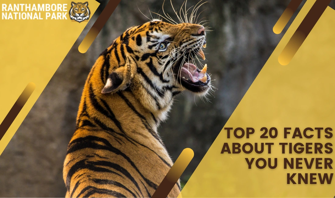 Top 20 Facts About Tigers You Never Knew