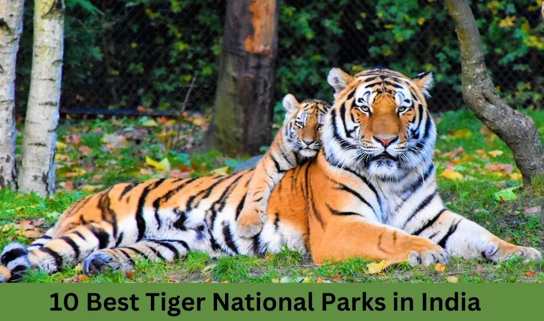 10 Best Tiger National Parks in India
