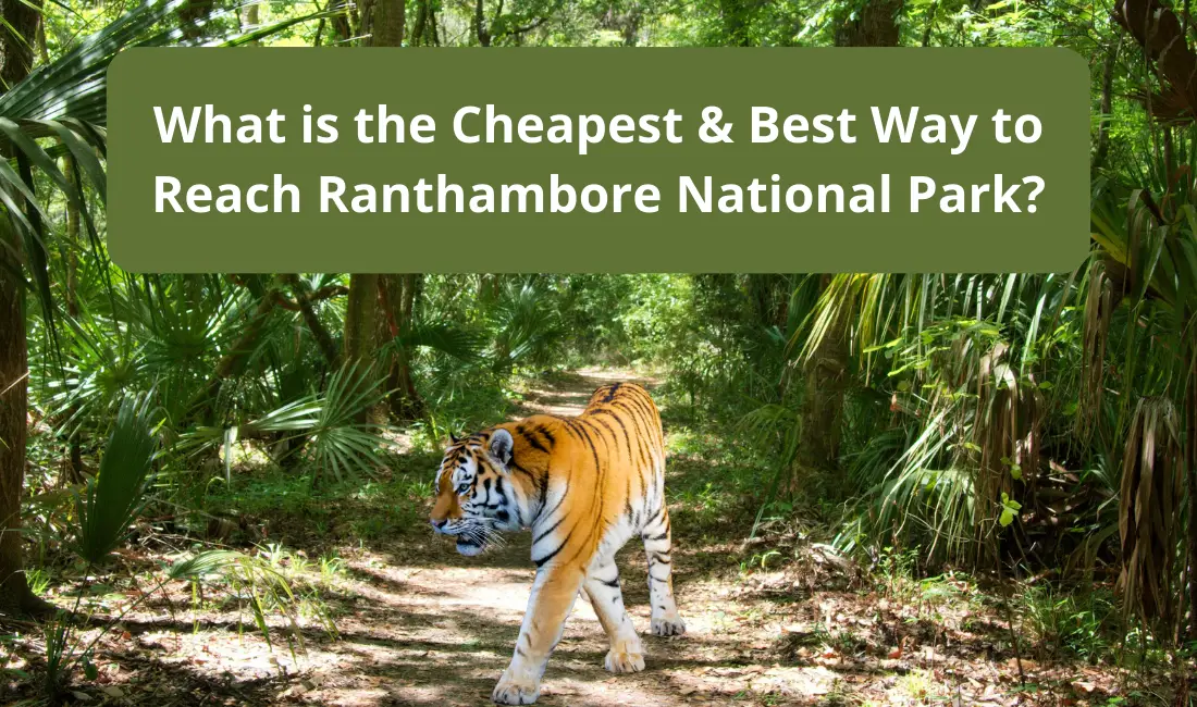 What is the Cheapest & Best Way to Reach Ranthambore National Park?