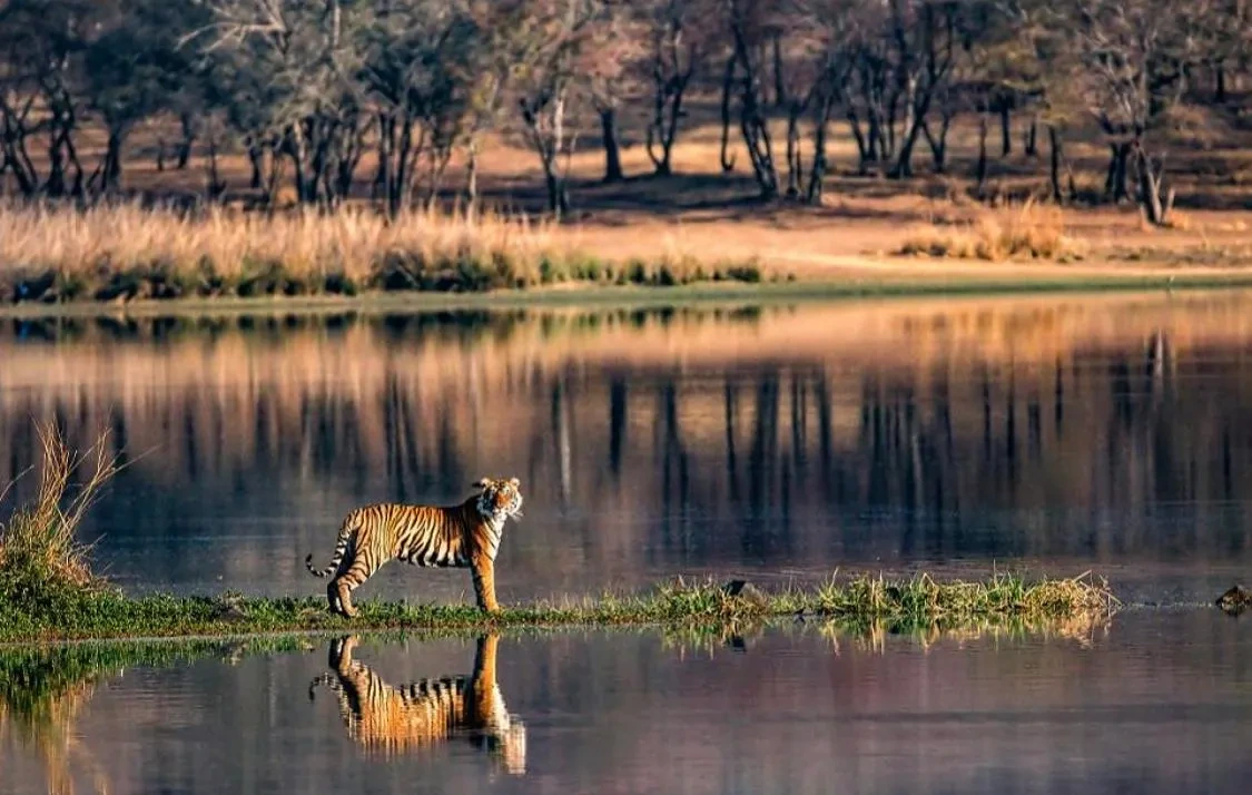 Tigers in National Parks