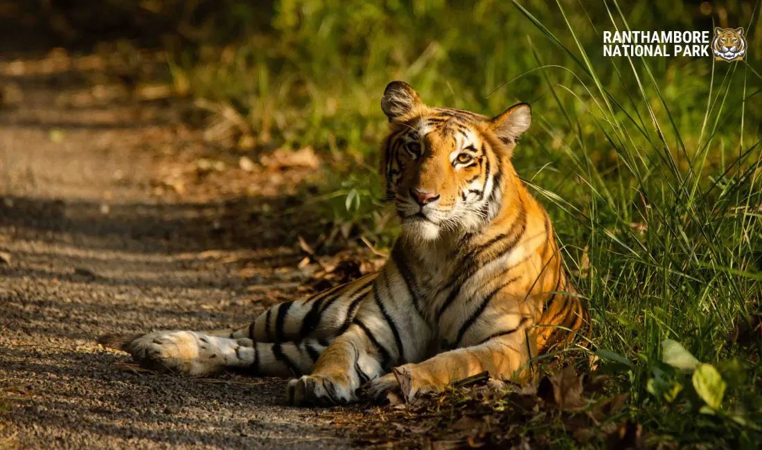 Tigress T-60 died in Ranthambore during delivery when the cub’s mouth remained outside while its neck stayed inside, causing fatal pain