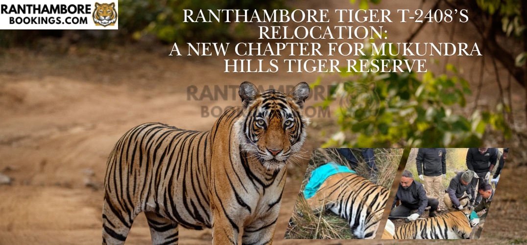 Ranthambore Tiger T-2408’s Relocation: A New Beginning for Mukundra Hills Tiger Reserve
