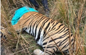 Tiger T-2408 Tiger T-2408 Mukundra Hills Tiger Reserve now