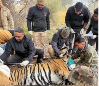 Tiger T-2408 Ranthambore Tiger Reserve